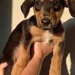 Znaleziono psa, Lublin, 4 września 2025