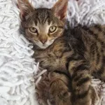 Oddam kota, Olsztyn, 6 września 2025