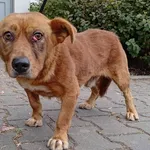 Znaleziono psa, Lublin, 4 września 2025