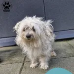 Znaleziono psa, Gdynia, 1 września 2025