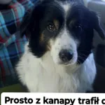 Rabi - domowy, wesoły, niewielki psiak PILNIE szuka domu!