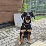 Znaleziono psa, Gdynia, 23 sierpnia 2025