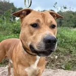 Znaleziono psa, Henrykowo, 29 sierpnia 2025