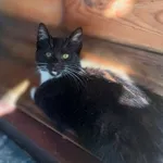 Oddam kota, Olsztyn, 6 września 2025