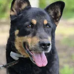 Oddam psa, Toruń, 7 września 2025