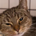 Znaleziono kota, Sosnowiec, 5 września 2025