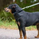 Pies do adopcji, Nowodwór, 4 września 2025