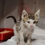 Kot do adopcji, Włocławek, 7 września 2025