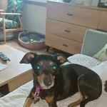 Zaginął pies, Nowy Sącz, 7 września 2025