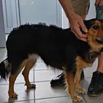 Znaleziono psa, Lublin, 7 września 2025