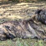 Blum - młody, wychowany z dziećmi, aktywny pręgus!