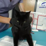 Kot do adopcji, Szczecin, 6 września 2025