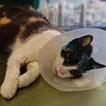 Znaleziono kota, Lublin, 6 września 2025