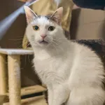 Kot do adopcji, Sopot, 7 września 2025