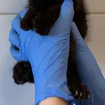 Znaleziono kota, Lublin, 5 września 2025