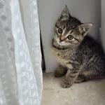 Oddam kota, Warszawa, 8 września 2025