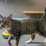 Kot do adopcji, Sopot, 7 września 2025