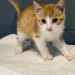 Kot do adopcji, Sopot, 7 września 2025