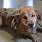 Znaleziono psa, Chełmek, 6 września 2025