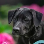 Pies do adopcji, Gdynia, 5 września 2025