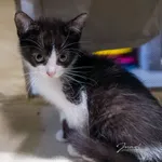 Kot do adopcji, Sopot, 7 września 2025