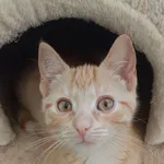 Kot do adopcji, Sopot, 7 września 2025