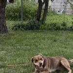 Zaginął pies, Srokowo, 8 września 2025