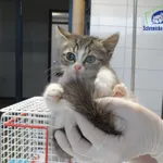 Znaleziono kota, Szczecin, 6 września 2025