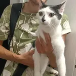 Kocurek poz. 25/622/K