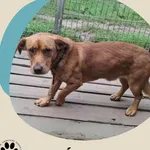 Znaleziono psa, Dąbrówka, 7 września 2025