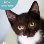 Leon