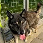 PIES PRZYWIEZIONY Z INTERWENCJI 08.09.2025