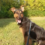 Zaginął pies, Zduńska Wola, 9 września 2025