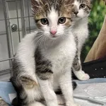 Oddam kota, Warszawa, 9 września 2025