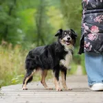 Znaleziono psa, Sosnowiec, 6 września 2025