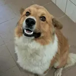 Znaleziono psa, Olsztyn, 8 września 2025