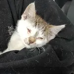 Znaleziono kota, Toruń, 6 września 2025