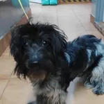 Znaleziono psa, Sosnowiec, 7 września 2025