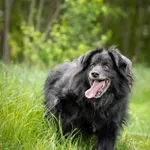 Leopold - cudowny, przyjazny kudłacz