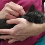 Znaleziono kota, Toruń, 6 września 2025