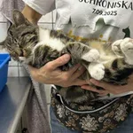 Znaleziono kota, Toruń, 7 września 2025