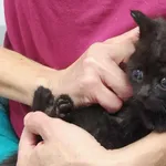 Znaleziono kota, Toruń, 6 września 2025