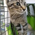 Znaleziono kota, Łódź, 8 września 2025