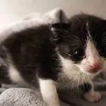 Znaleziono kota, Łódź, 7 września 2025