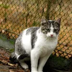 Kot do adopcji, Grudziądz, 12 sierpnia 2025