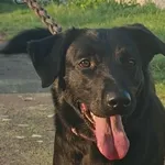 Pies do adopcji, Wolsztyn, 9 września 2025