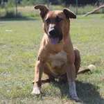 Pies do adopcji, Grudziądz, 4 września 2025