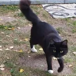 Zaginął kot, Łódź, 10 września 2025