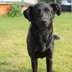 Pies do adopcji, Grudziądz, 5 września 2025