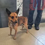 Znaleziono psa, Chełmek, 9 września 2025